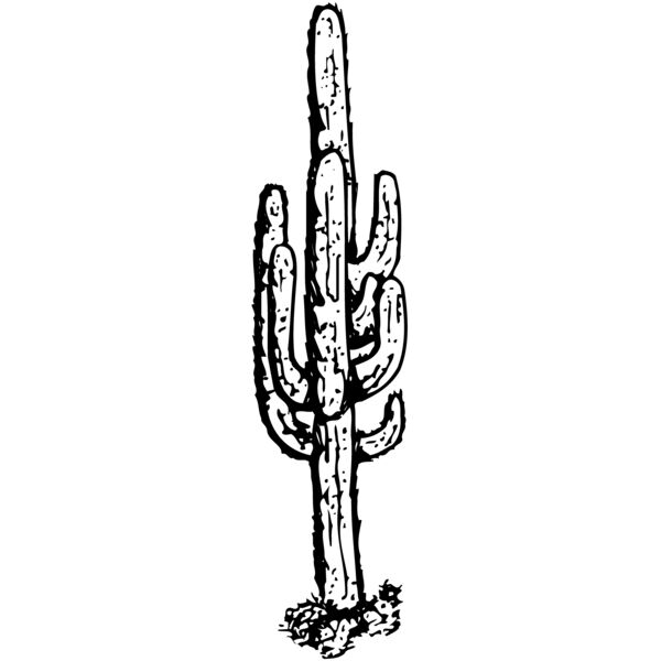 CACTUS12 Thumbnail